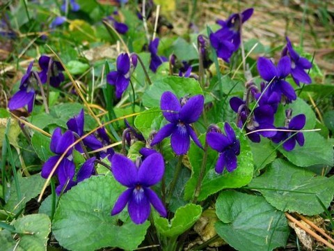 plantes medicinales corses, La violette. A Viola