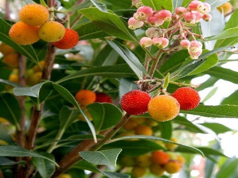 Arbousier,Arbutus unedo L