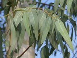 plantes medicinales corses, l'eucalyptus