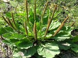 plantes medicinales corses,Le Plantain