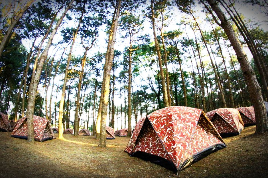 Tentes installées sous de grands arbres